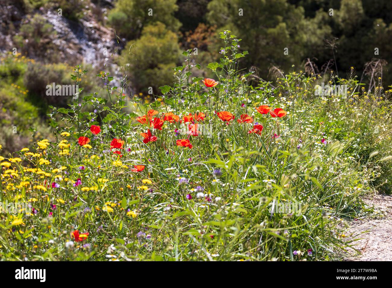 Wild Flowers Growing in the Spanish Countryside Stock Photo