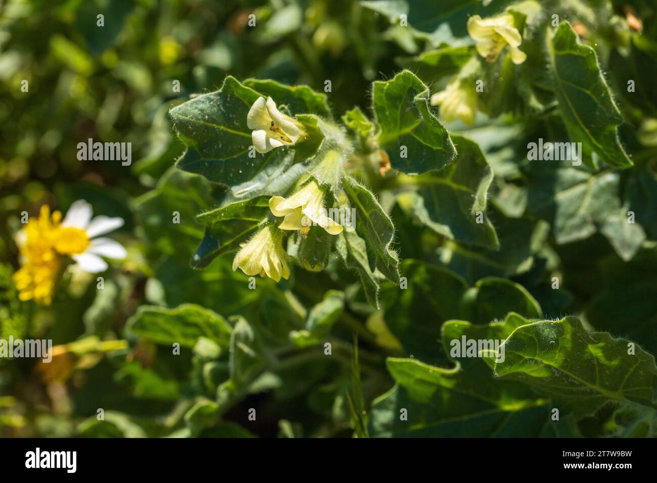 Hyoscyamus albus, White Henbane Plant Stock Photo