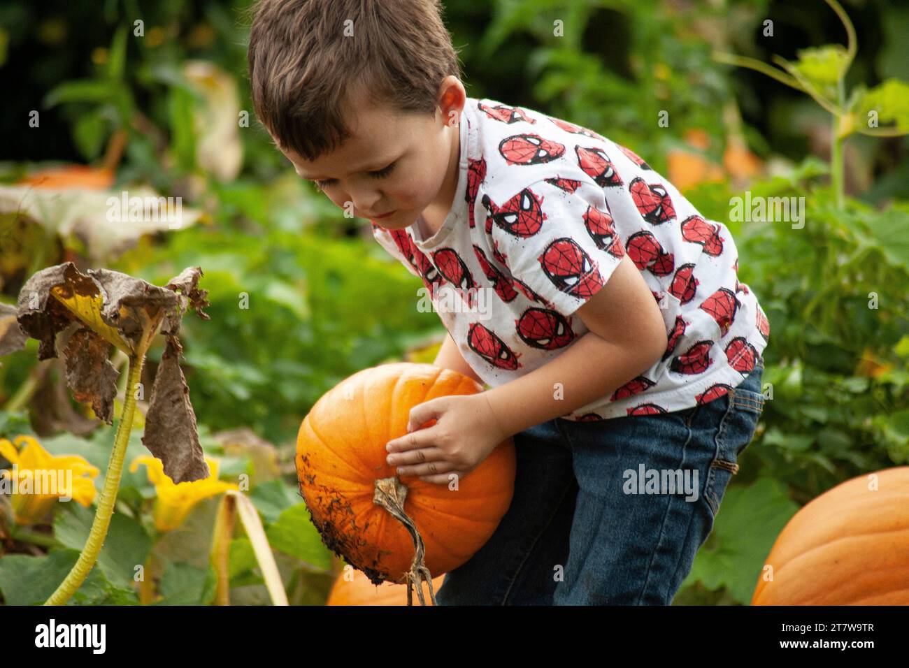 determined young boy takes on the challenge of picking his first pumpkin from the patch. The excitement as he wrestles with the weight Stock Photo