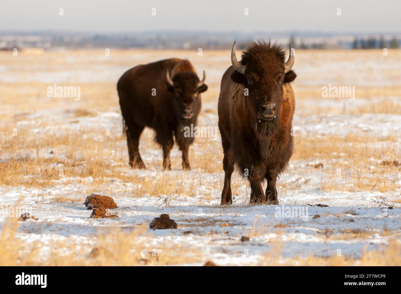 Pair of bison standing in white snow Stock Photo - Alamy
