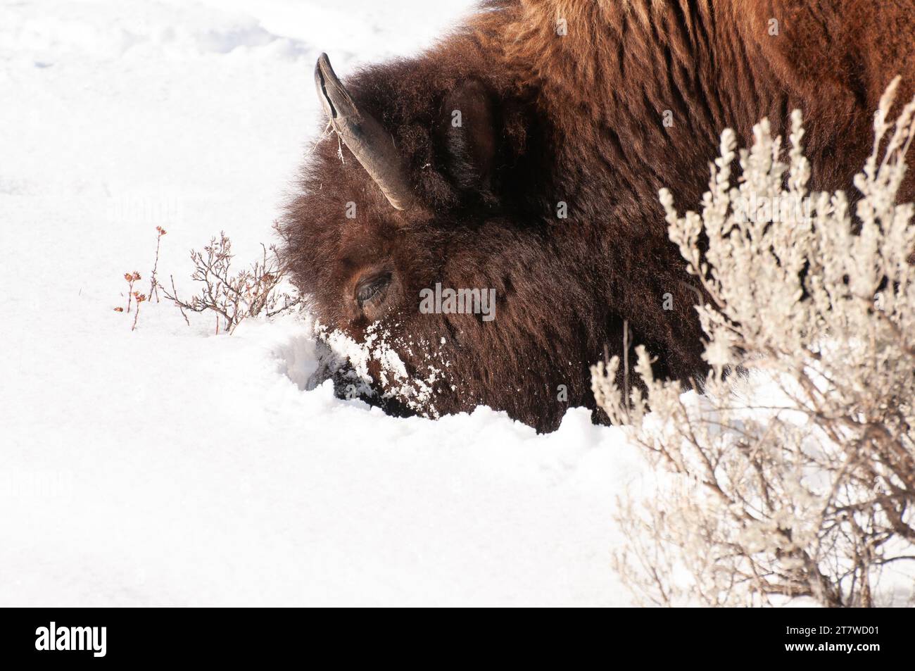 bison standing in white snow in winter Stock Photo - Alamy