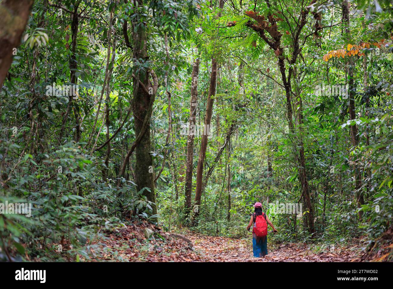 Woman traveler in jungle hi-res stock photography and images - Alamy