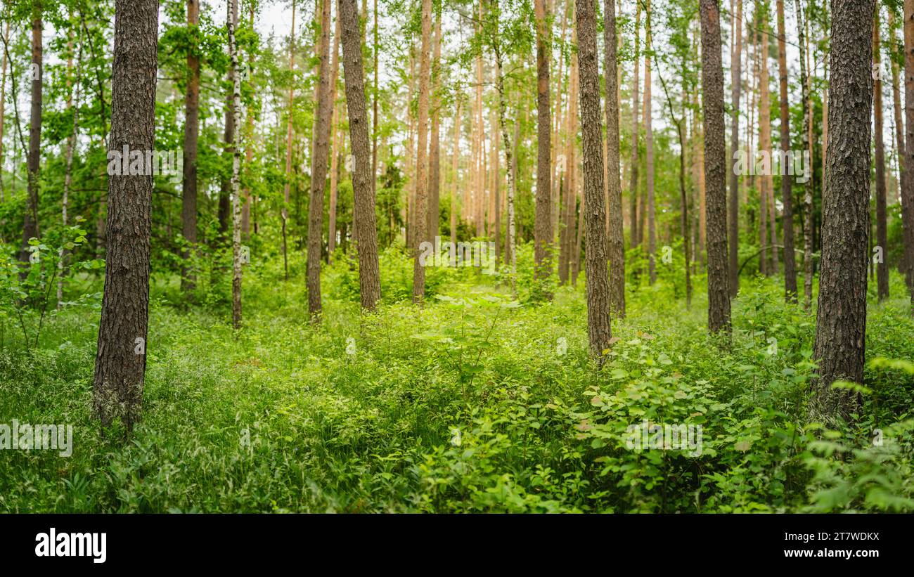 Green forest panorama with sharp foreground on sides and slightly out of focus background in the middle Stock Photo