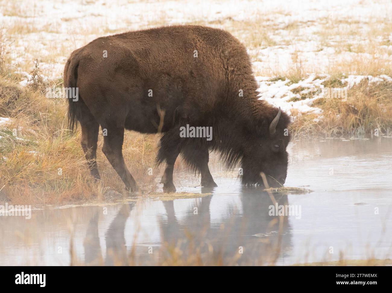 Spring Bison Live bearing spring hi-res stock photography and images - Alamy