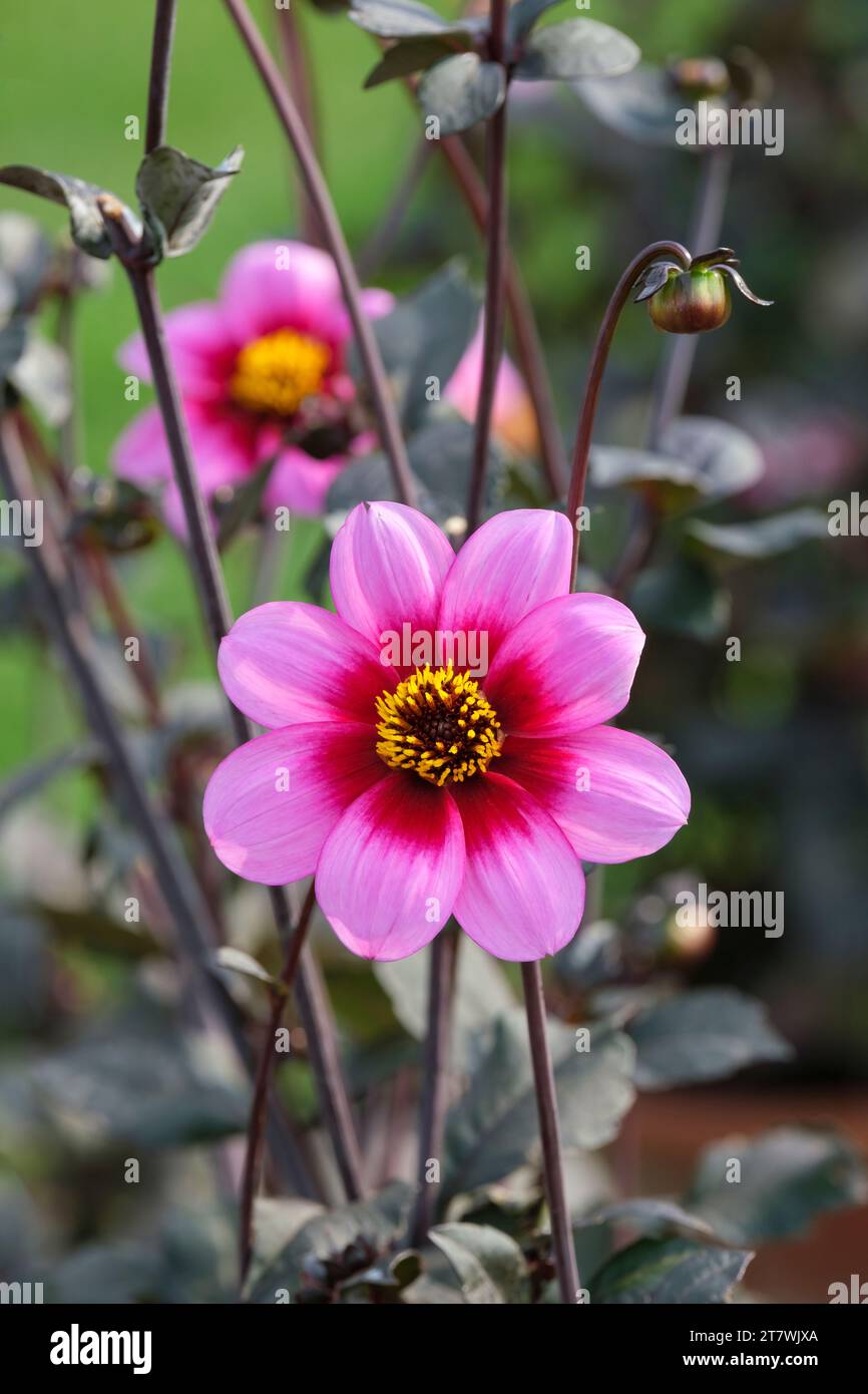 Dahlia Wishes n Dreams, dwarf bedding dahlia, Single flowered, pink with a deep red center Stock Photo