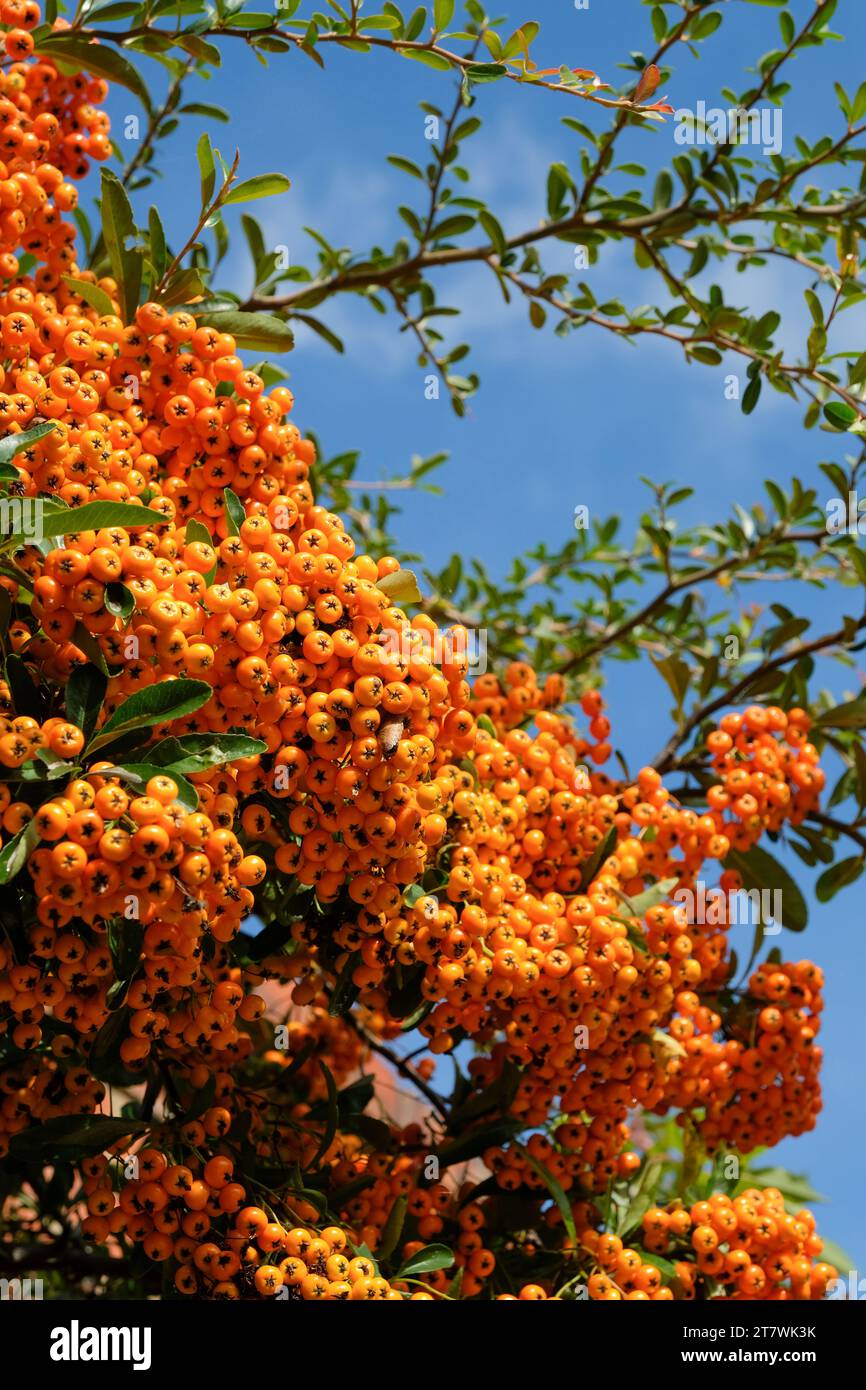 Pyracantha coccinea Firelight, Firethorn, glossy orange berries in Autumn Stock Photo