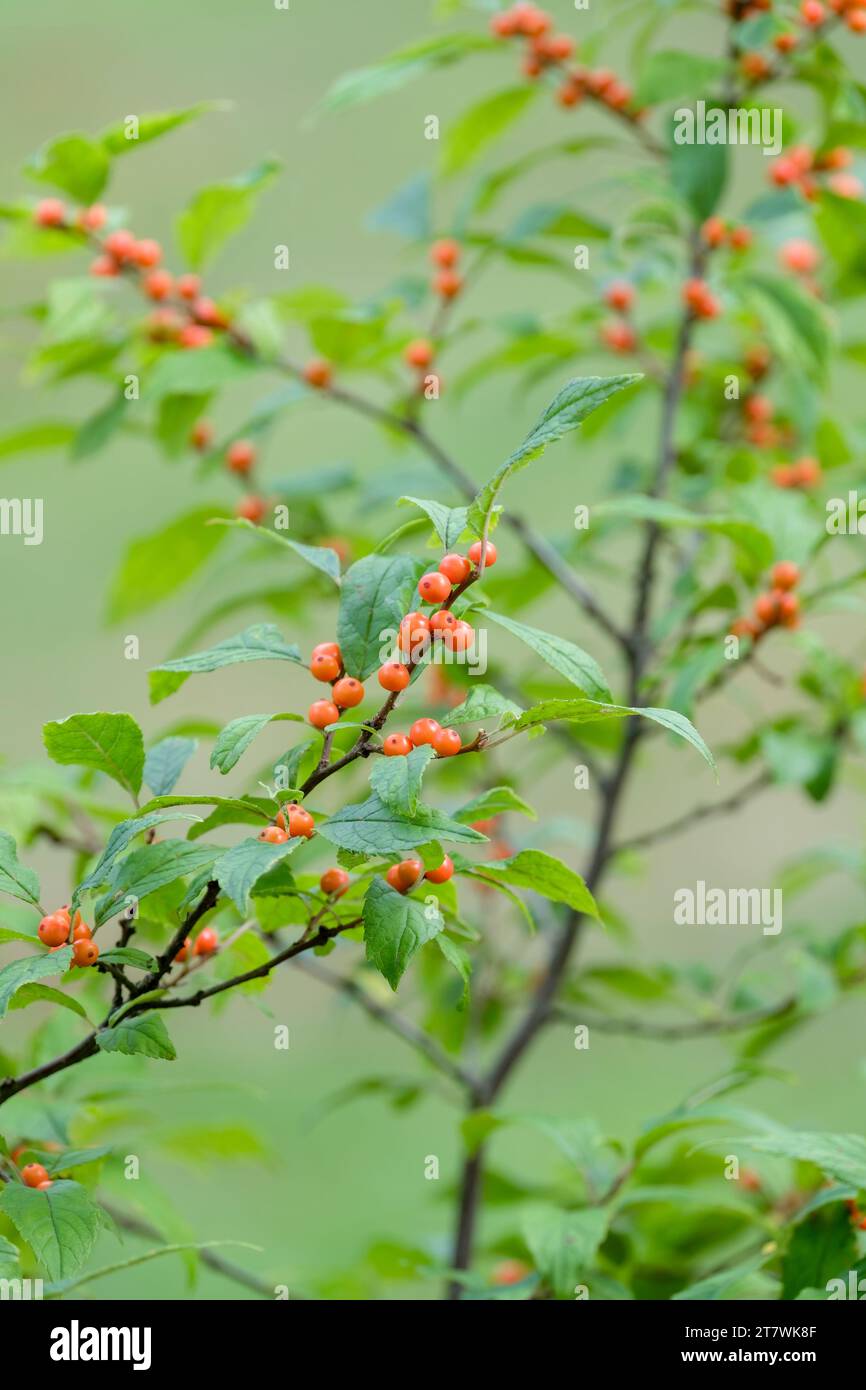 ilex verticillata winter gold, winterberry winter gold, orange berries in late autumn Stock Photo