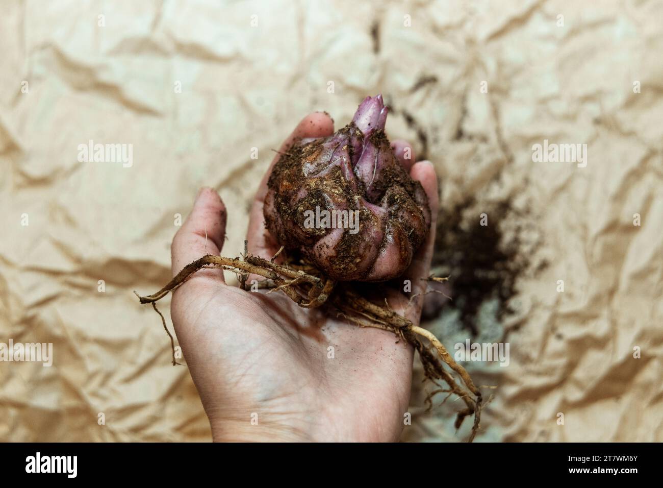 Close-up of a flower bulb with a sprouting purple lily in hands for planting Stock Photo