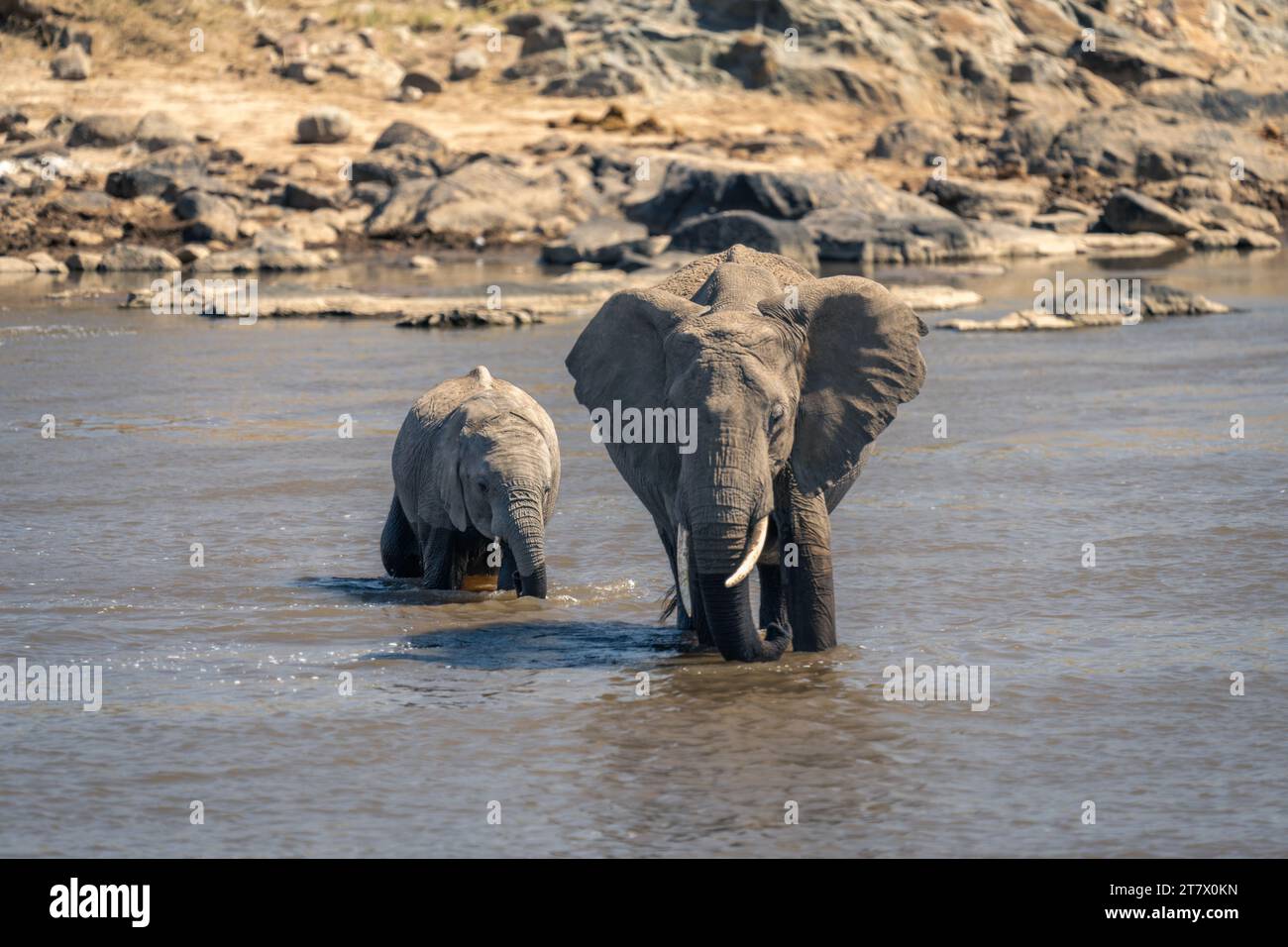 African bush elephant and calf cross river Stock Photo - Alamy