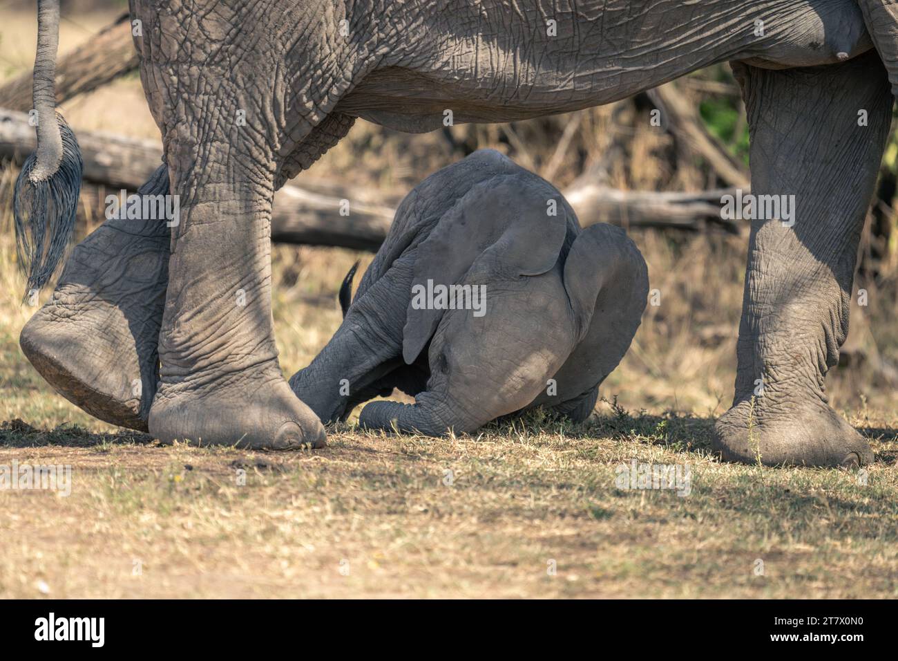 African bush elephant calf rolling behind mother Stock Photo - Alamy