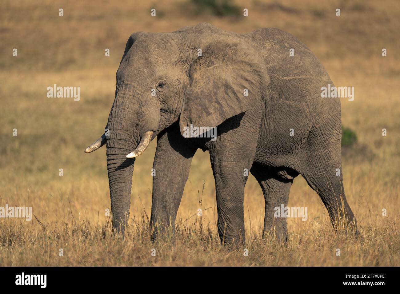 African bush elephant stands in grass plain Stock Photo - Alamy