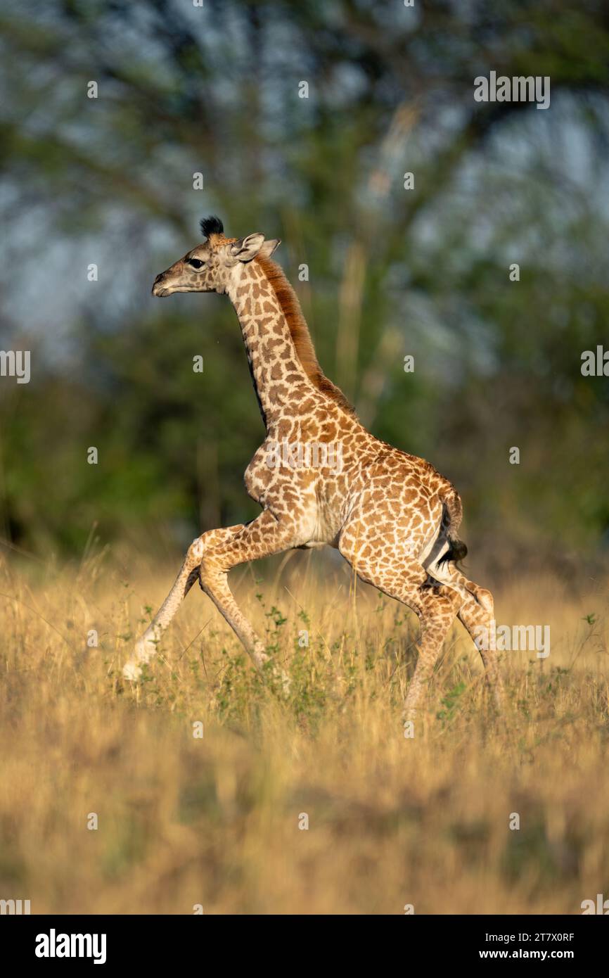 Baby Masai giraffe gallops across grassy clearing Stock Photo - Alamy