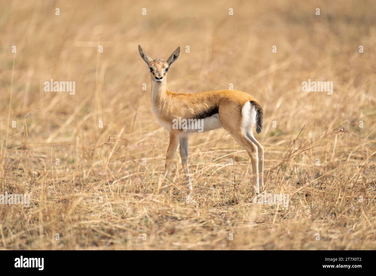 Red fronted gazelle hi-res stock photography and images - Alamy