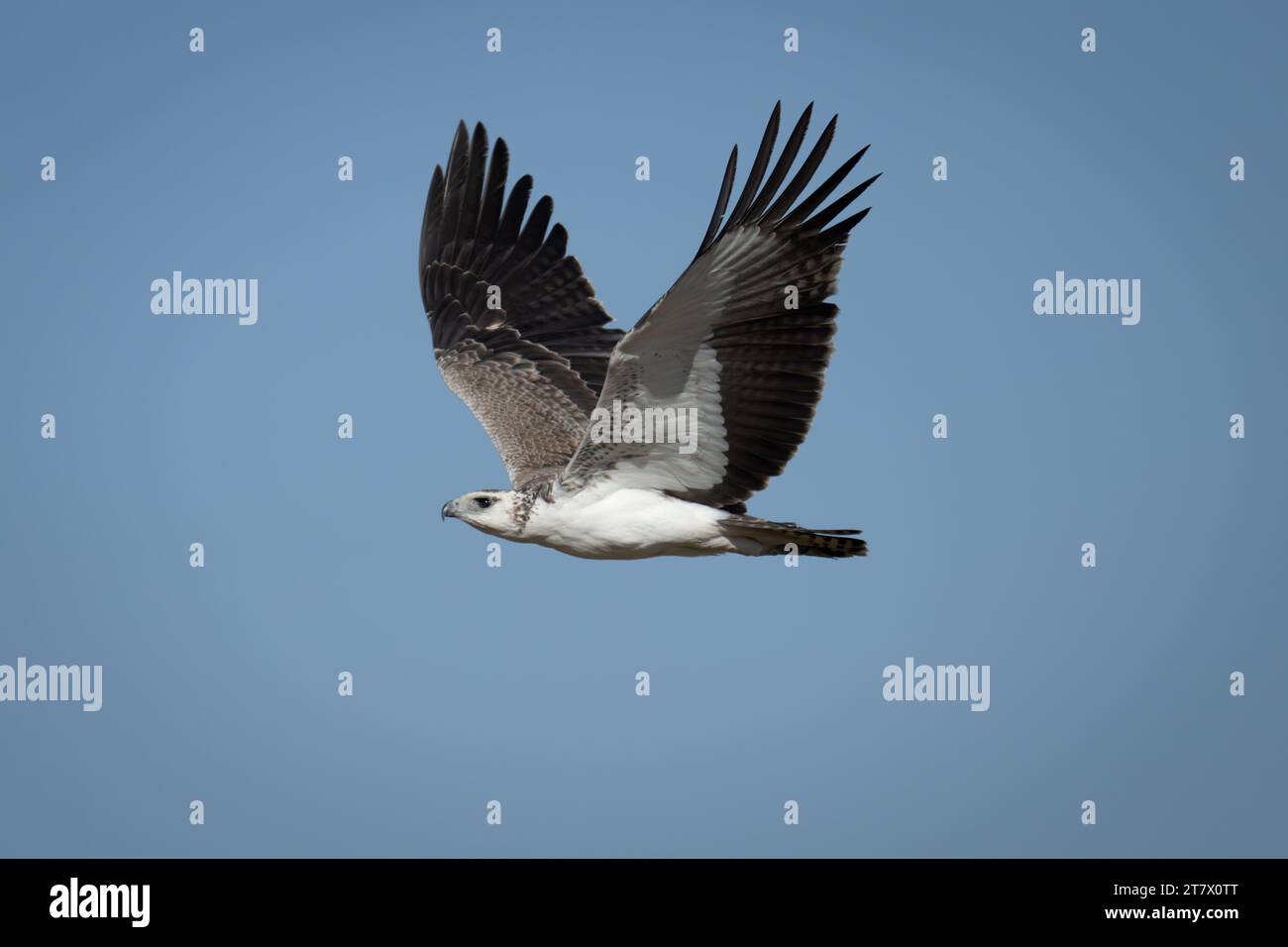 Juvenile martial eagle flies through blue sky Stock Photo