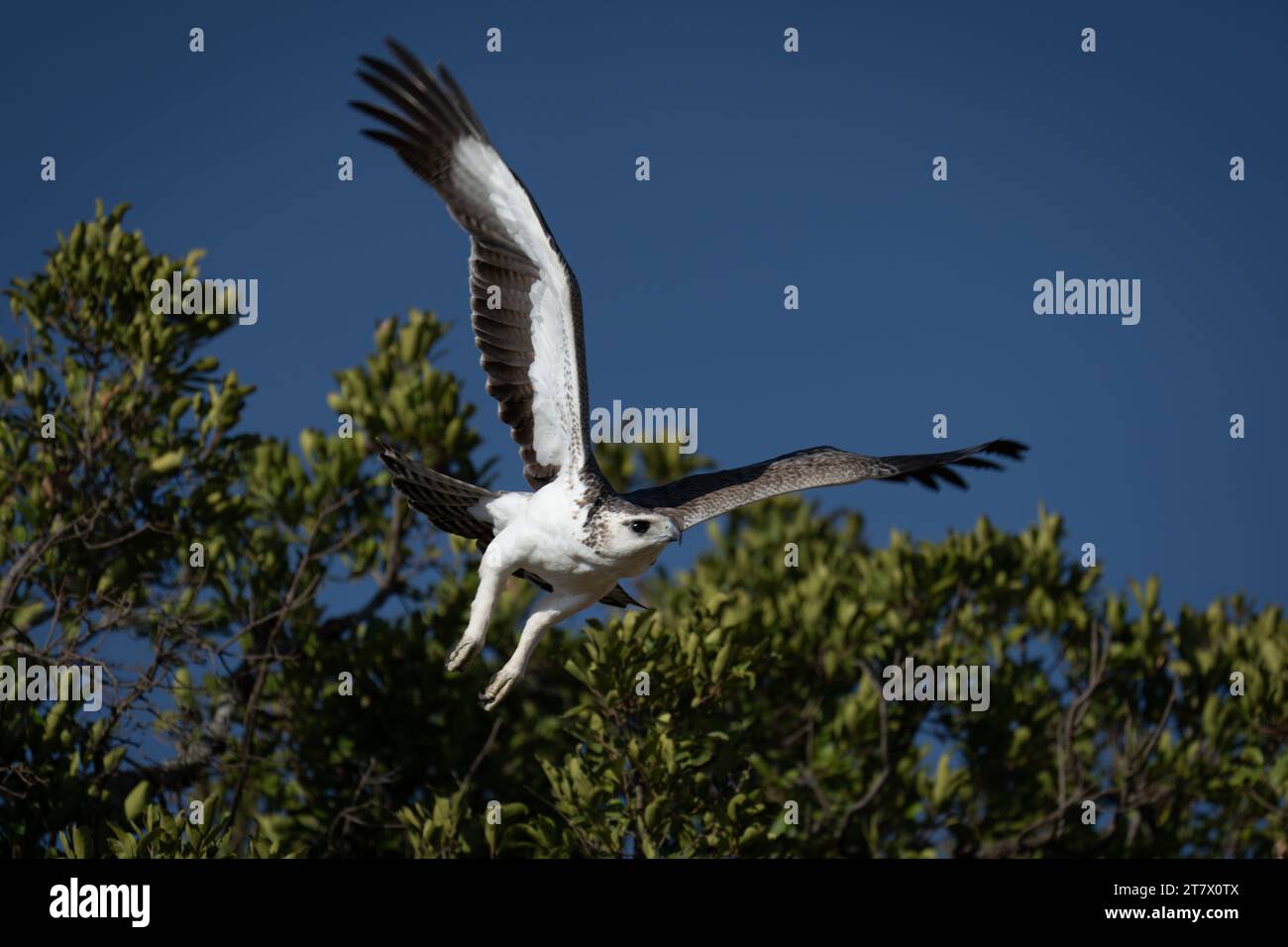 Juvenile martial eagle taking off from bush Stock Photo