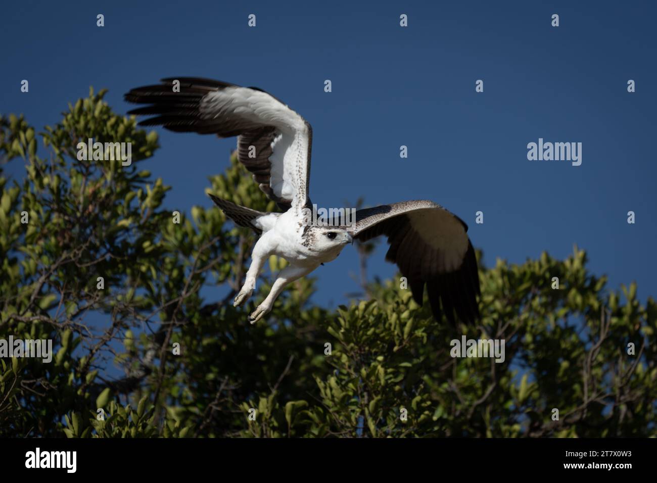Juvenile martial eagle takes off from bush Stock Photo