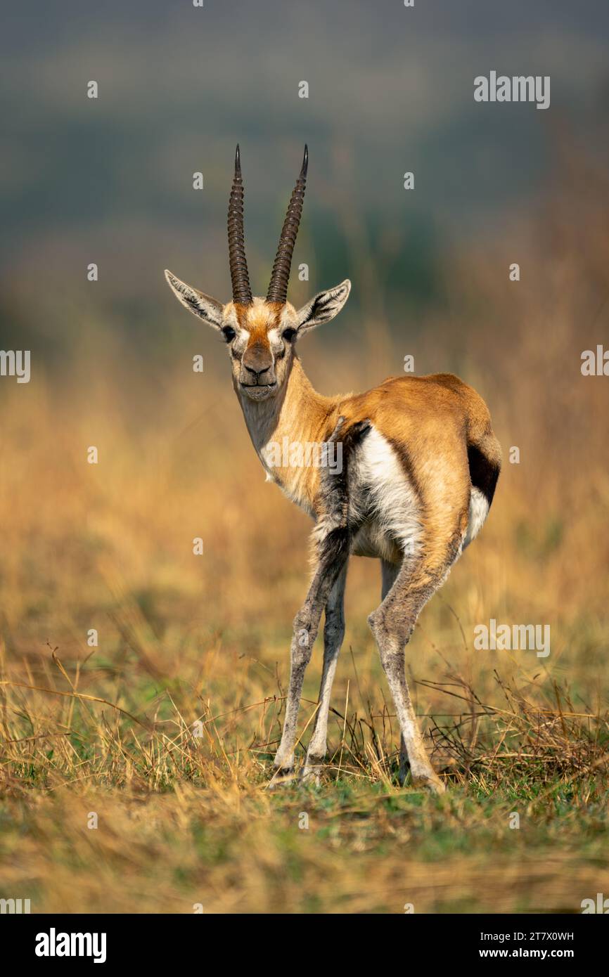 Thomson gazelle stands looking round to camera Stock Photo - Alamy