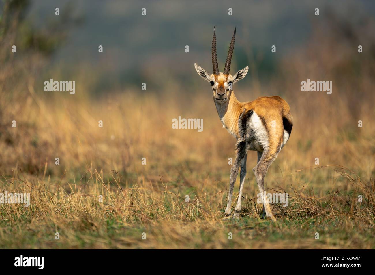 Thomson gazelle stands looking back to camera Stock Photo - Alamy