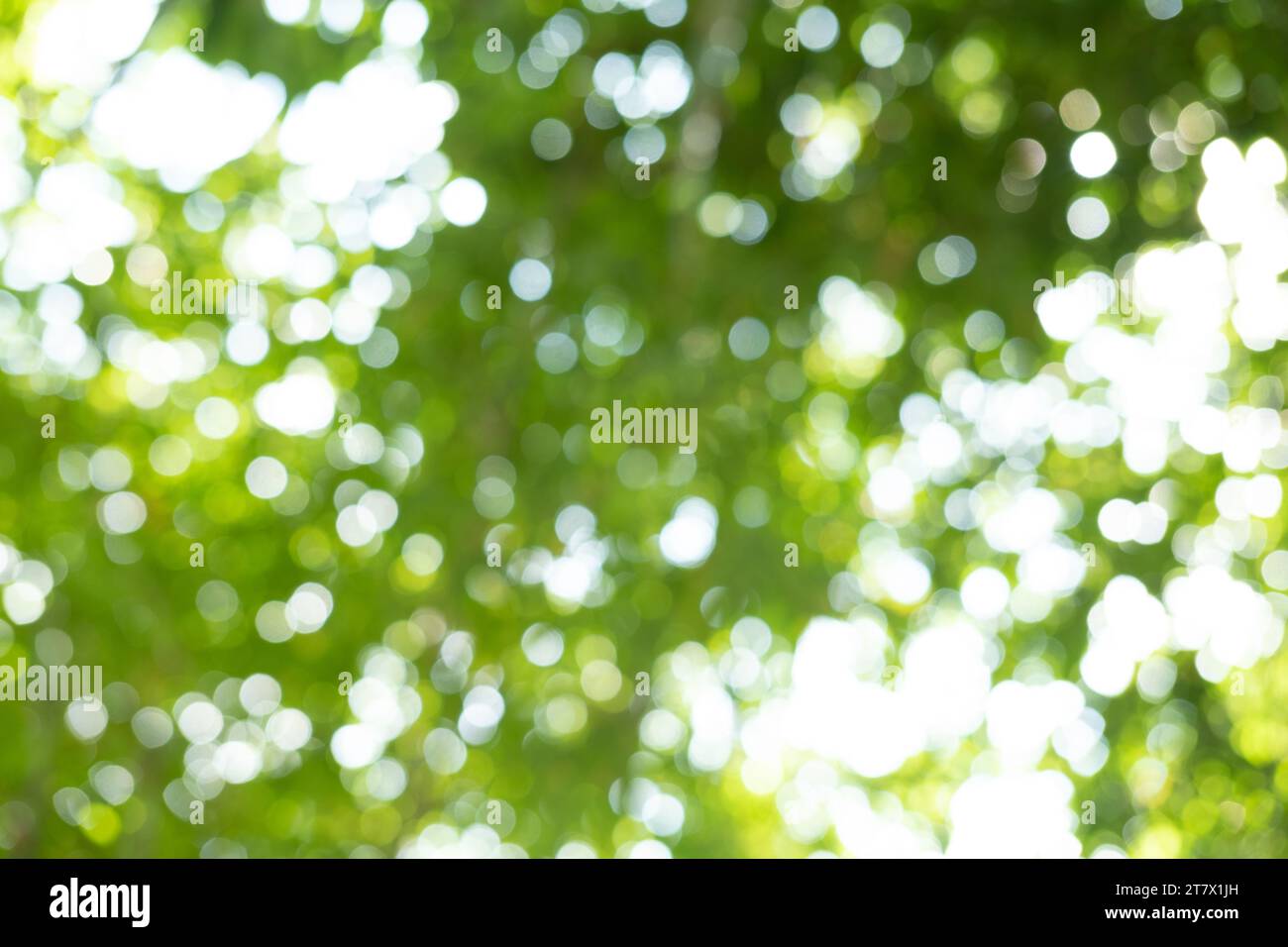 Abstract green bright bokeh Space background Magic concept Light effect Stock Photo