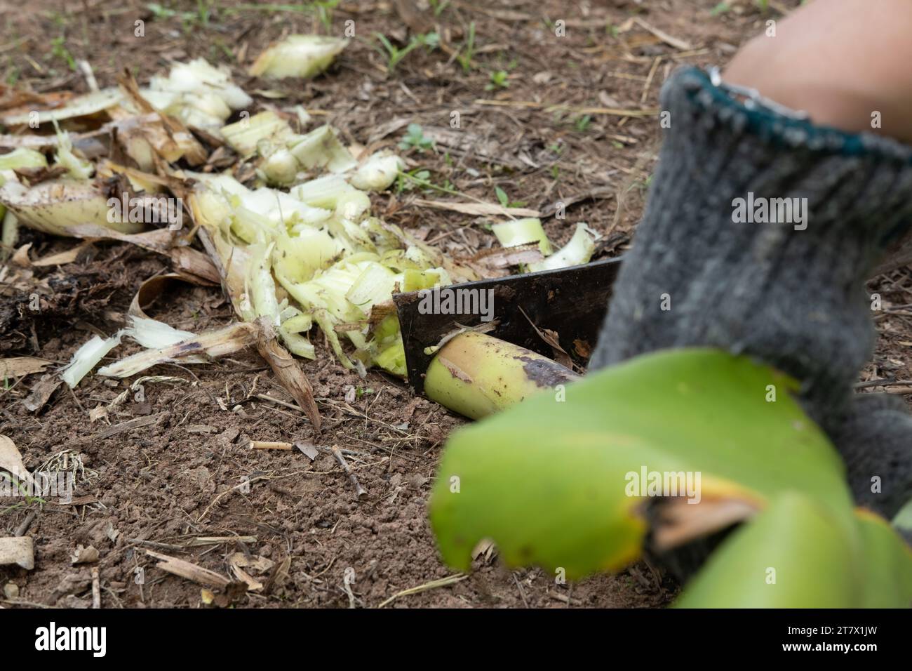 Farmers use knives to finely chop banana trees. to be used to make food for animals Stock Photo