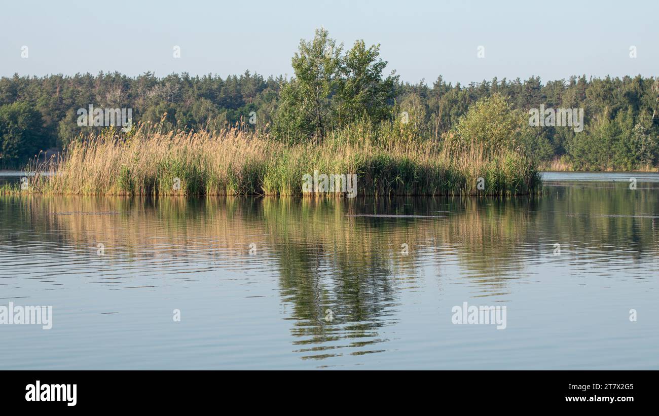 Scenic Reeds Pond grass nature reflection reeds hi-res stock photography and images ...