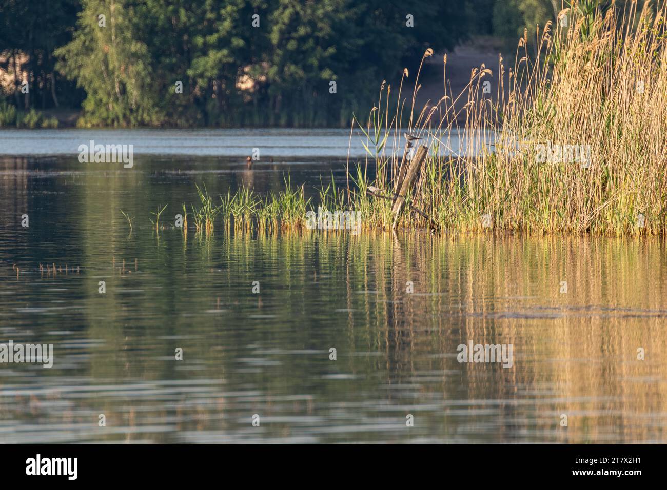 Sunny summer river wildlife, birds, nature details, reflection of reeds ...