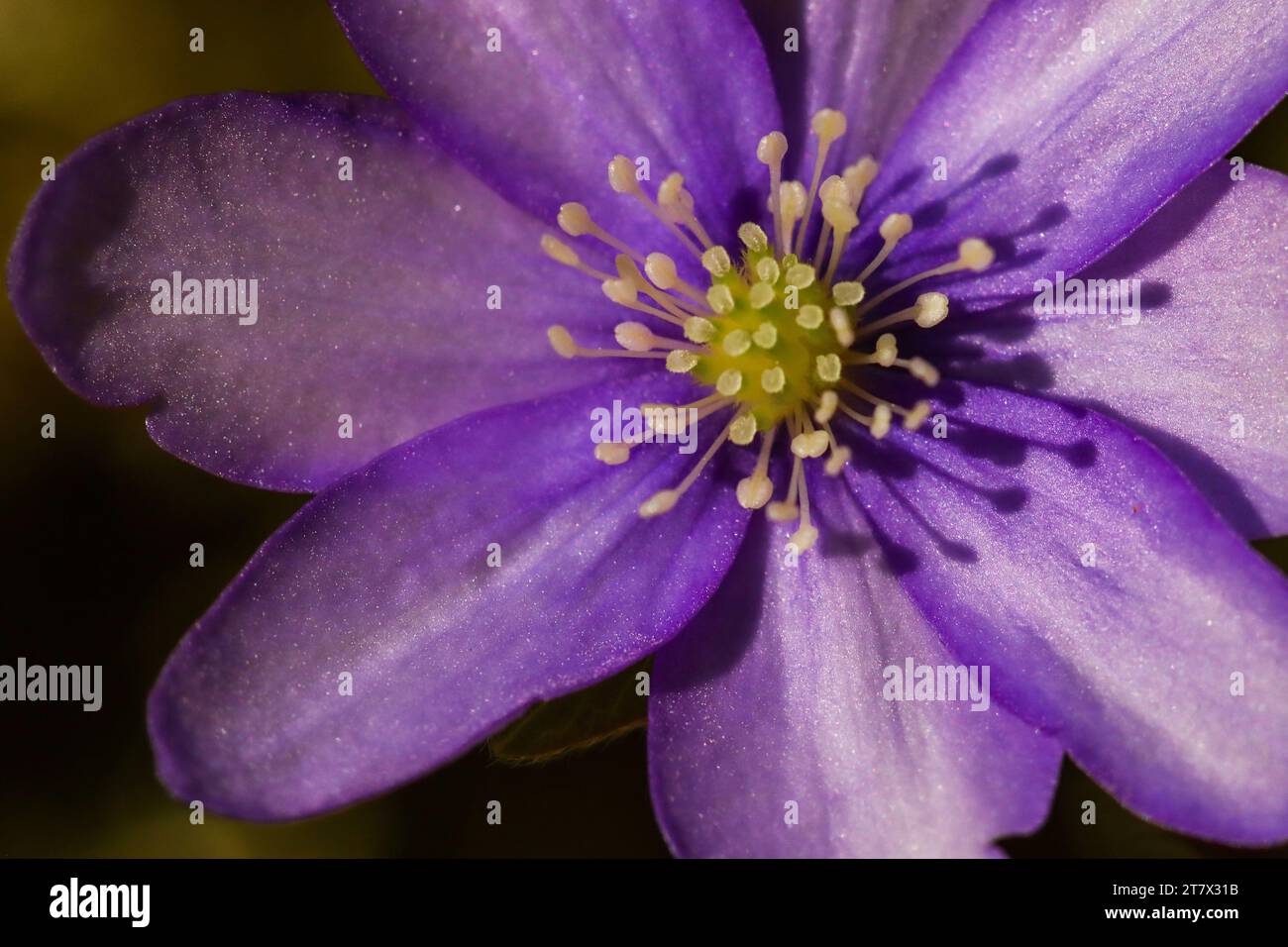 Common hepatica, liverleaf, liverwort (Hepatica nobilis), kidneywort