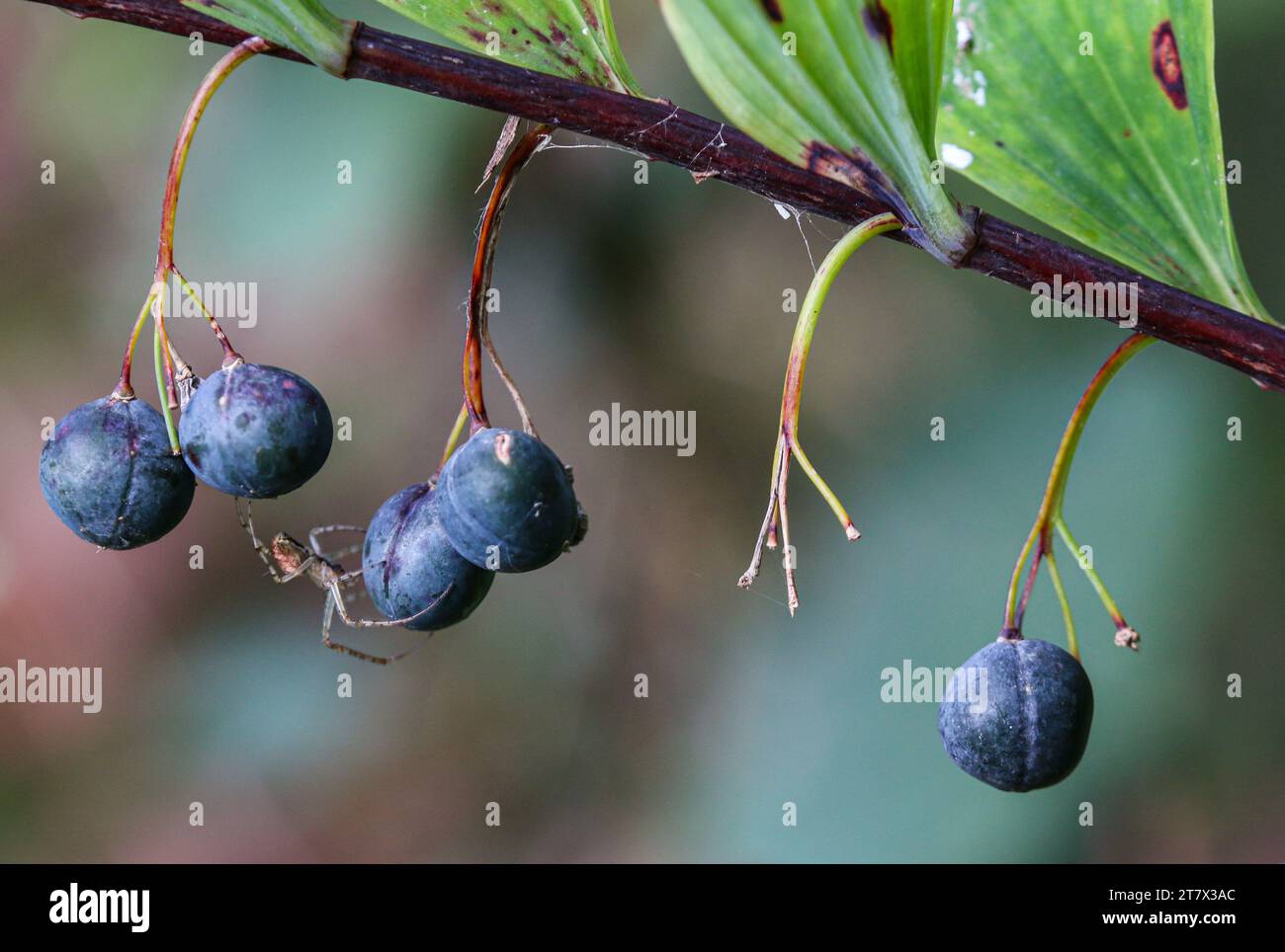 Berries of common Solomon's seal (Polygonatum multiflorum) Stock Photo