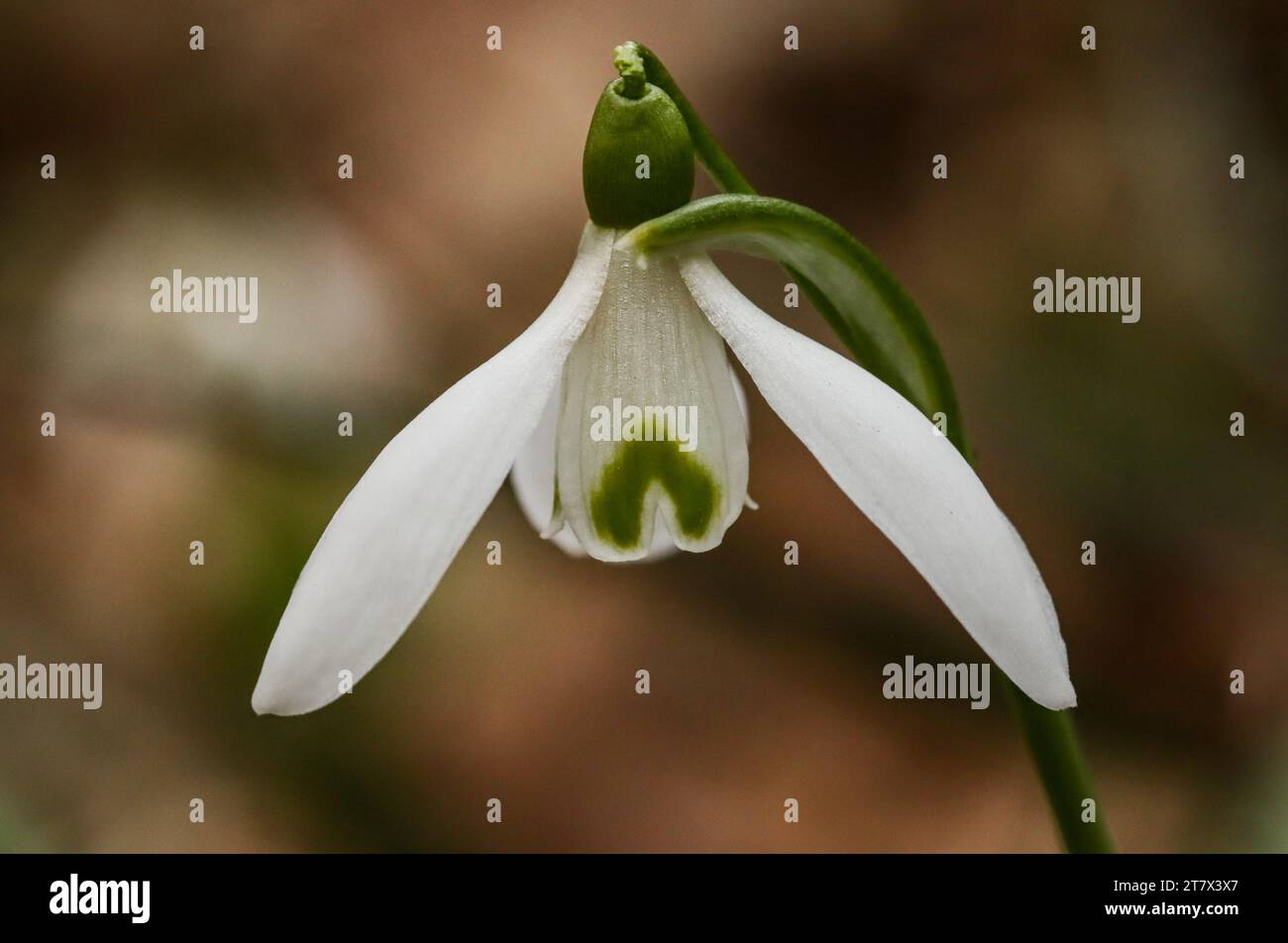 Snowdrop in early spring (Galanthus nivalis) Stock Photo