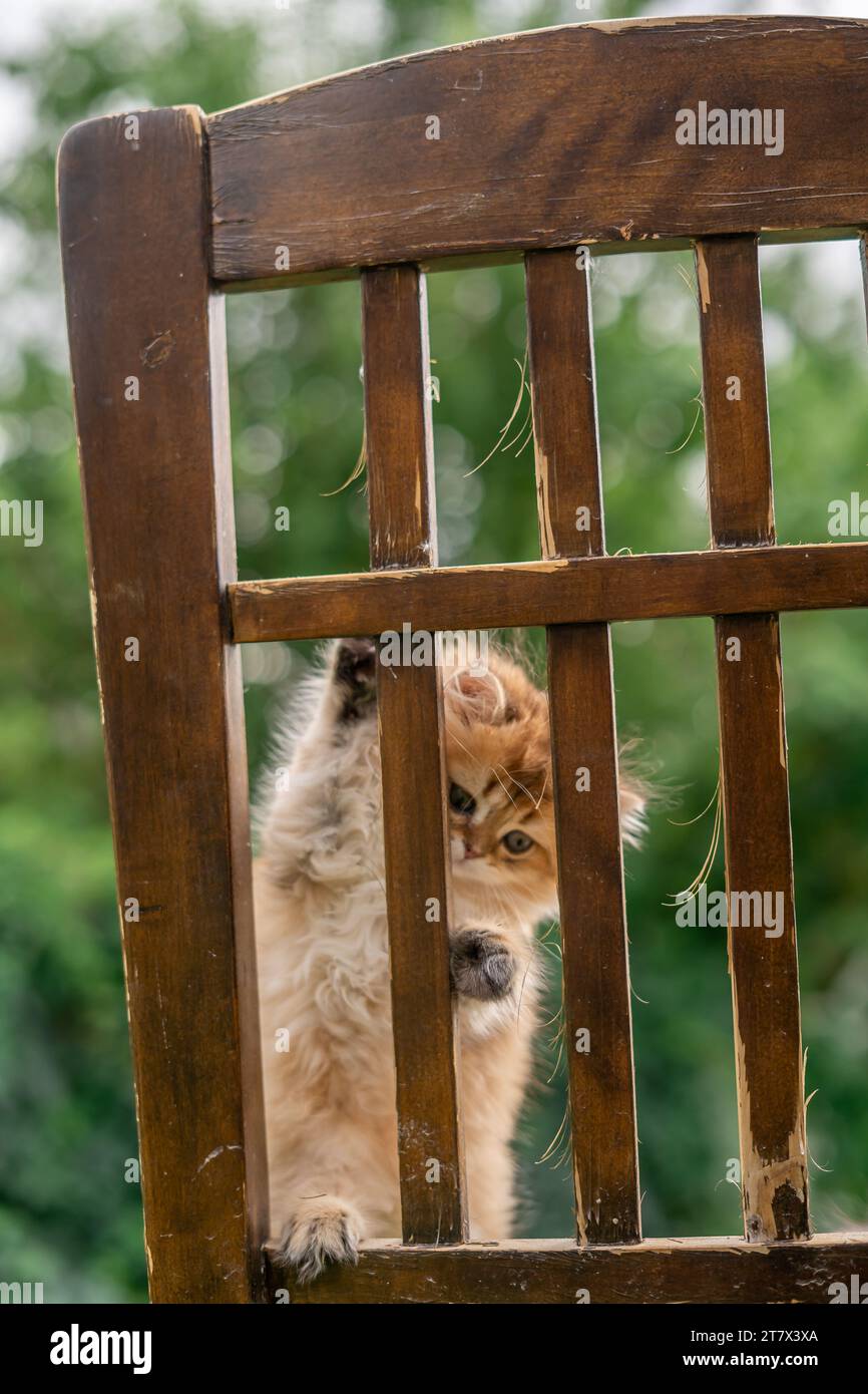 Kitten Adorable Baby Exotic Orange Cat Curious Climbing Chair Rustic