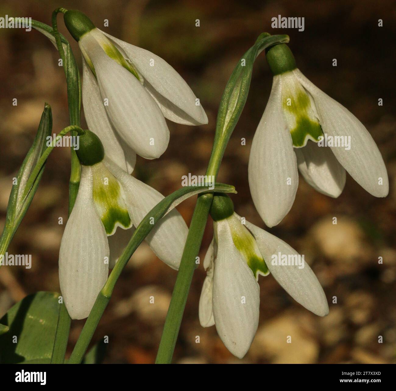 Snowdrops in early spring (Galanthus nivalis) Stock Photo