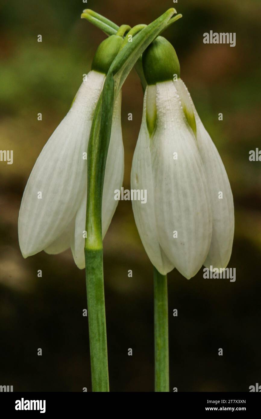 Snowdrops in early spring (Galanthus nivalis) Stock Photo