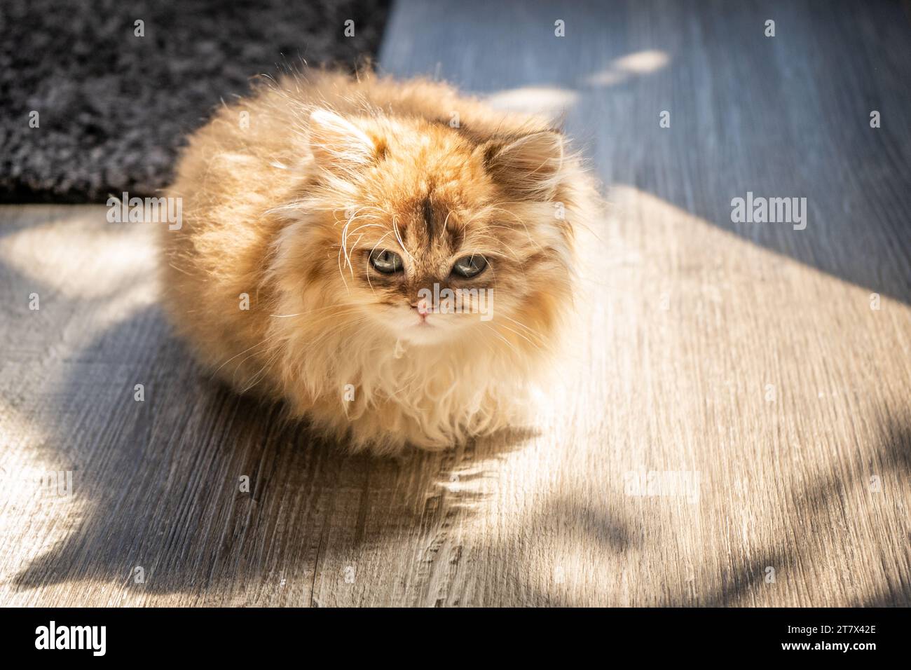 Cat loaf hi res stock photography and images Alamy