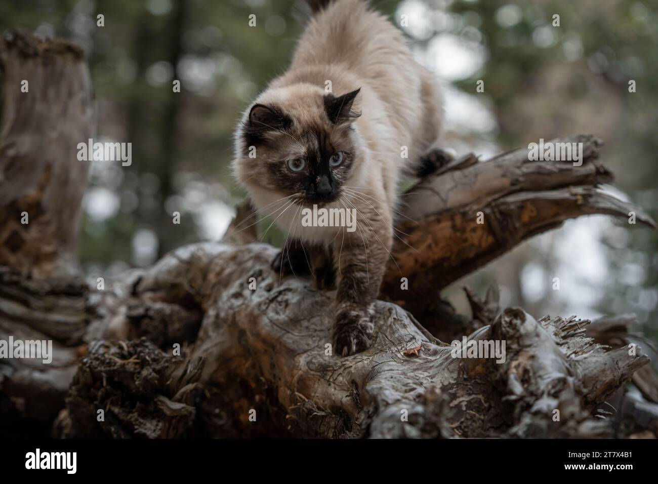 Fluffy Ragamese Cat Siamese ragdoll outside hi-res stock photography and images - Alamy