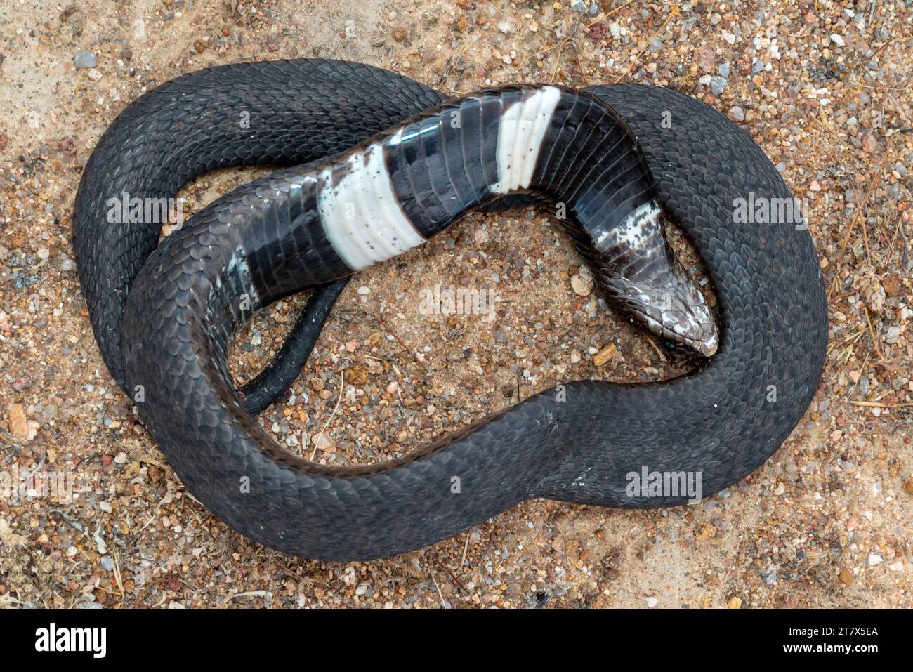 A closeup shot of Rinkhals snake playing dead. Hemachatus haemachatus Stock Photo