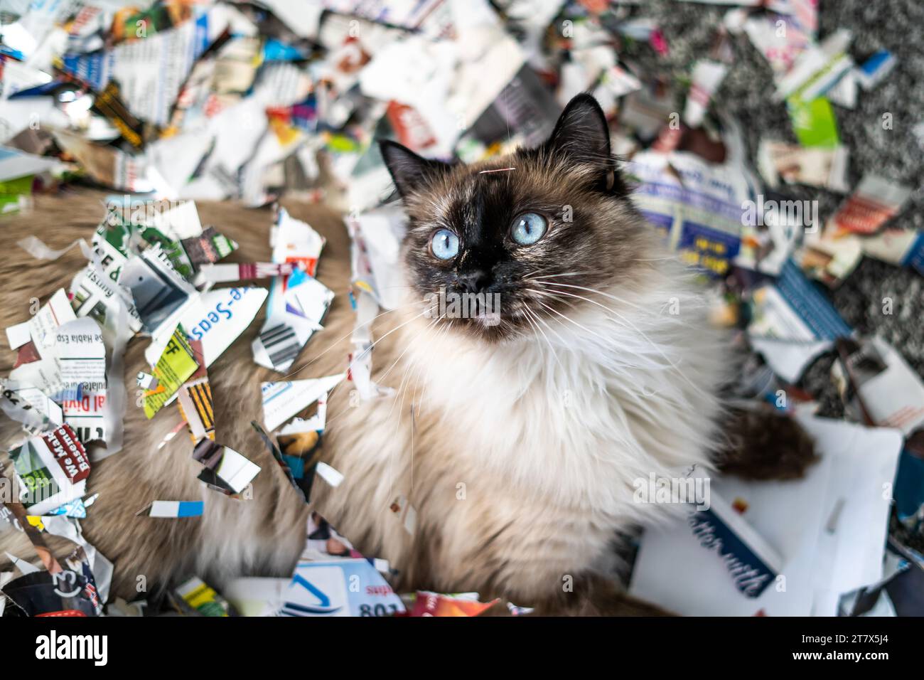 Cat Mess Destroy Shred Paper Naughty Feline Siamese Ragdoll Portrait