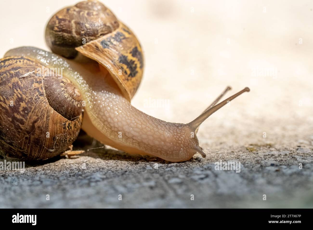 Macro Extreme Close Up Snail Texture Shells Under Shell Stock Photo Alamy