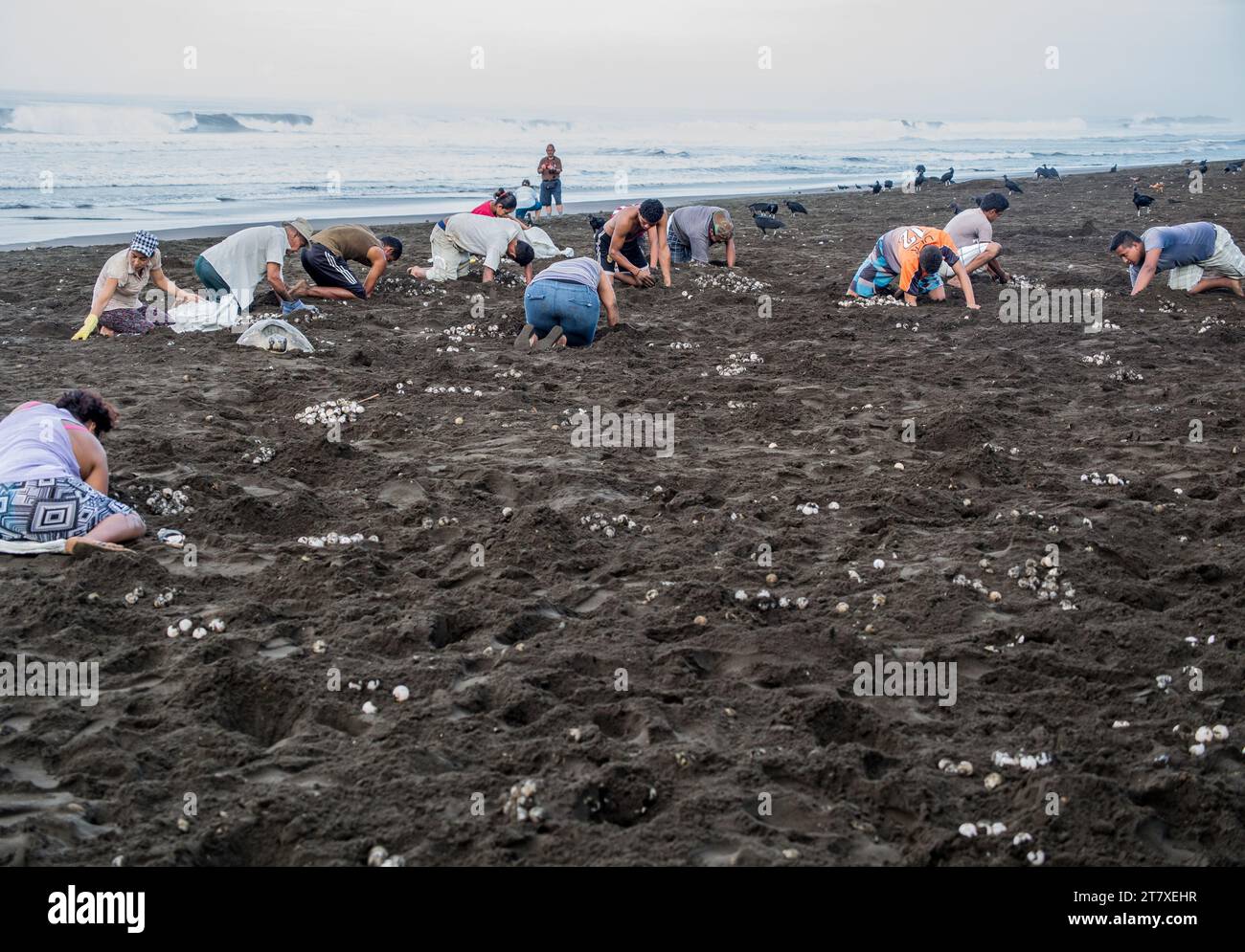 Residents Of Ostional Costa Rica Gathering Sea Turtle Eggs This Is A residents-of-ostional-costa-rica-gathering-sea-turtle-eggs-this-is-a