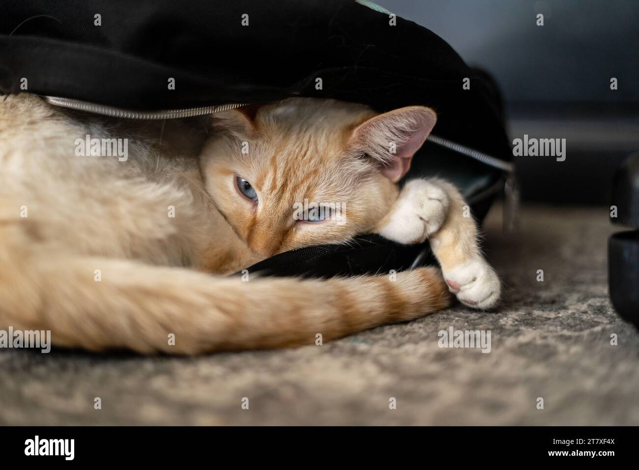 White Cat Sleeping in Backpack Close Up Eyes Open Stock Photo