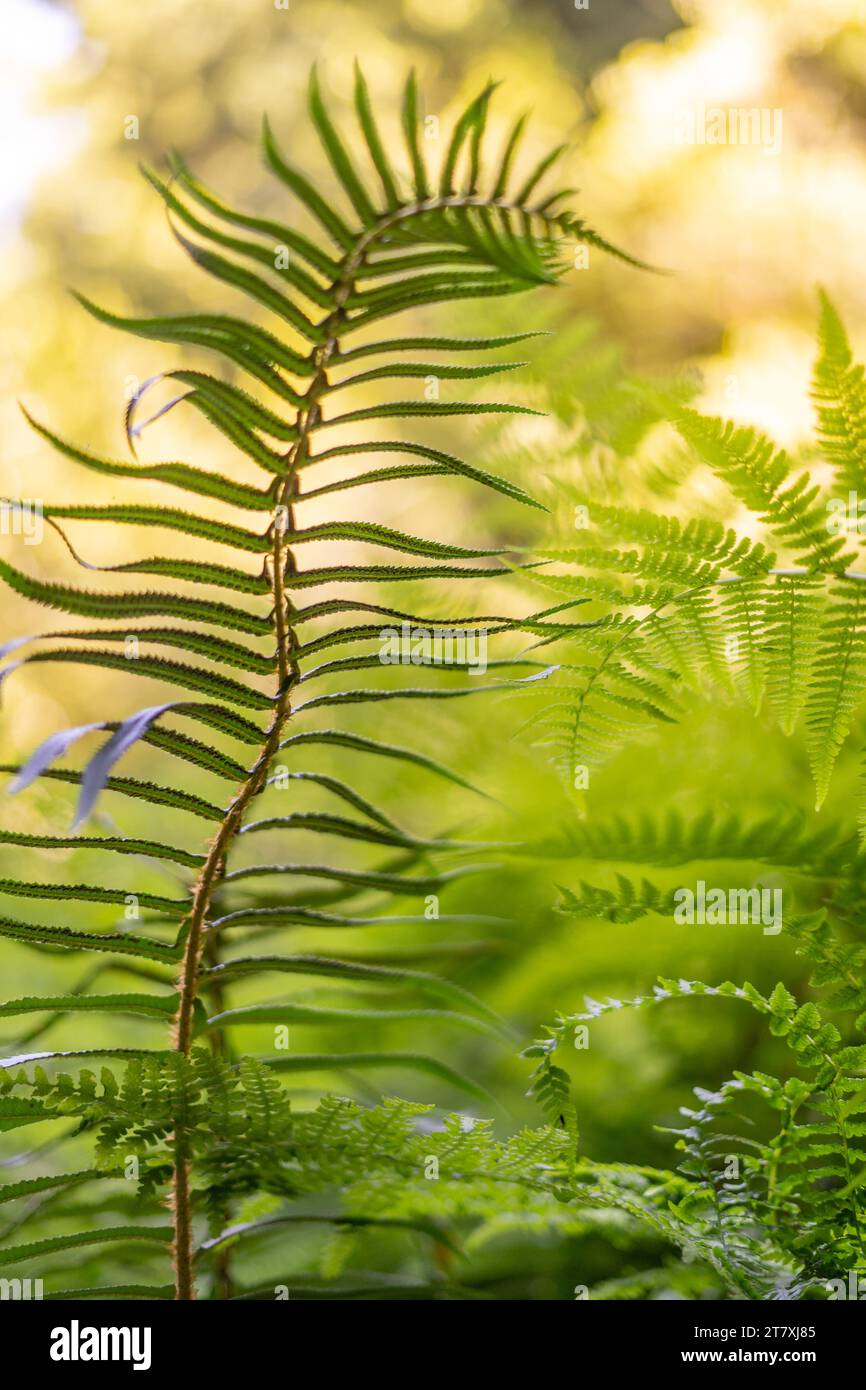 Lovely Lush Green Plants Stock Photo - Alamy