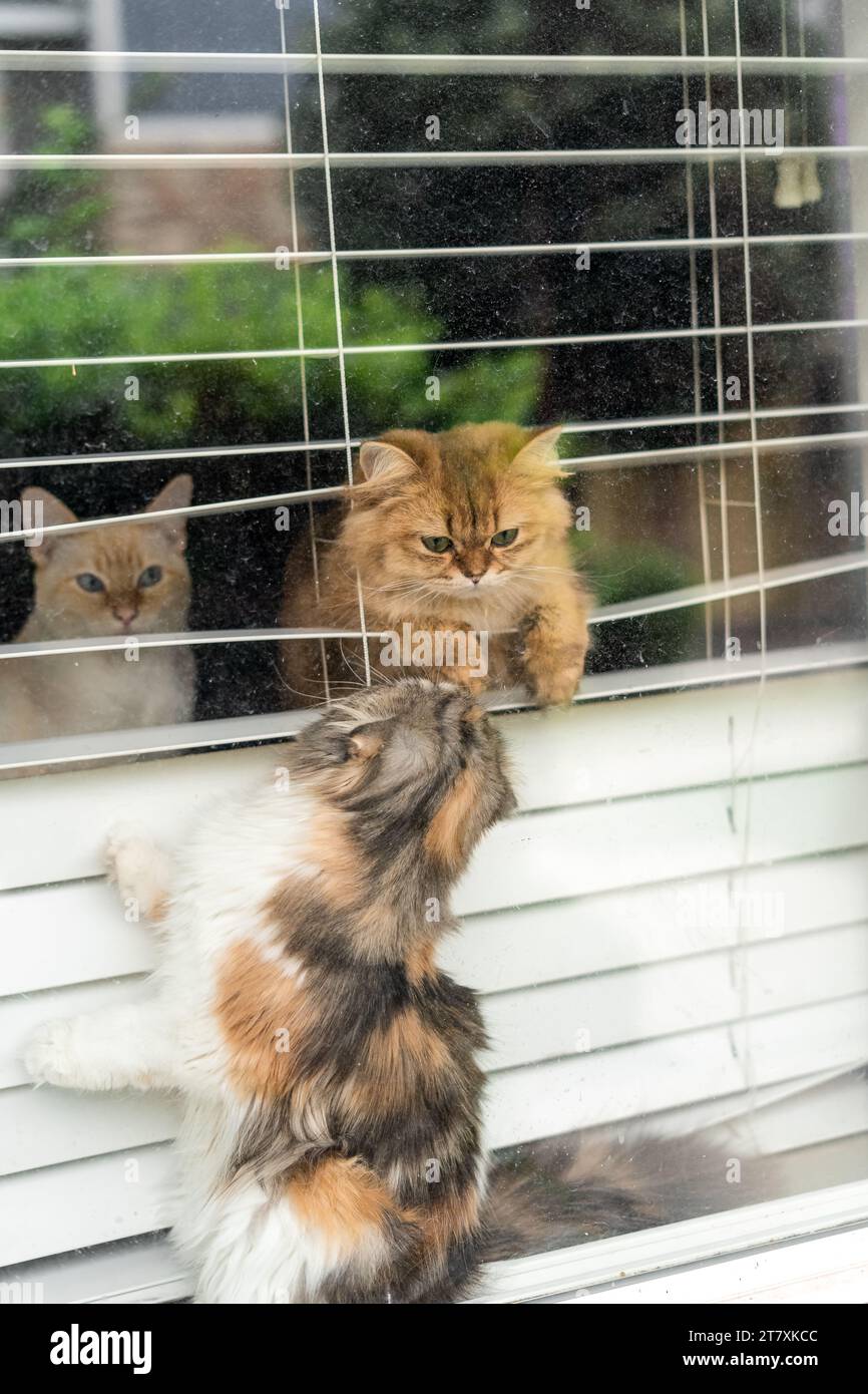 Three Naughty Cats Playing in Window Blinds Stock Photo Alamy