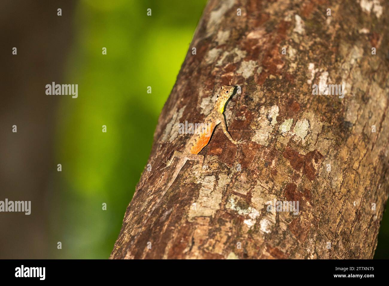 A flying dragon, Draco spp, an arboreal insectivore agamid lizard in ...