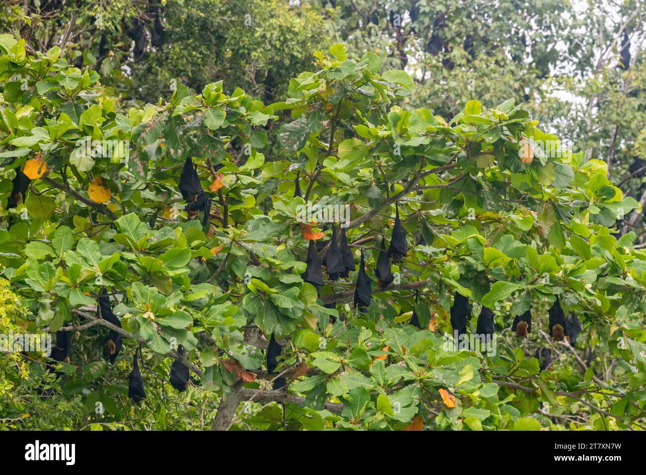 Common tube-nosed fruit bats (Nyctimene albiventer), roosting on Pulau