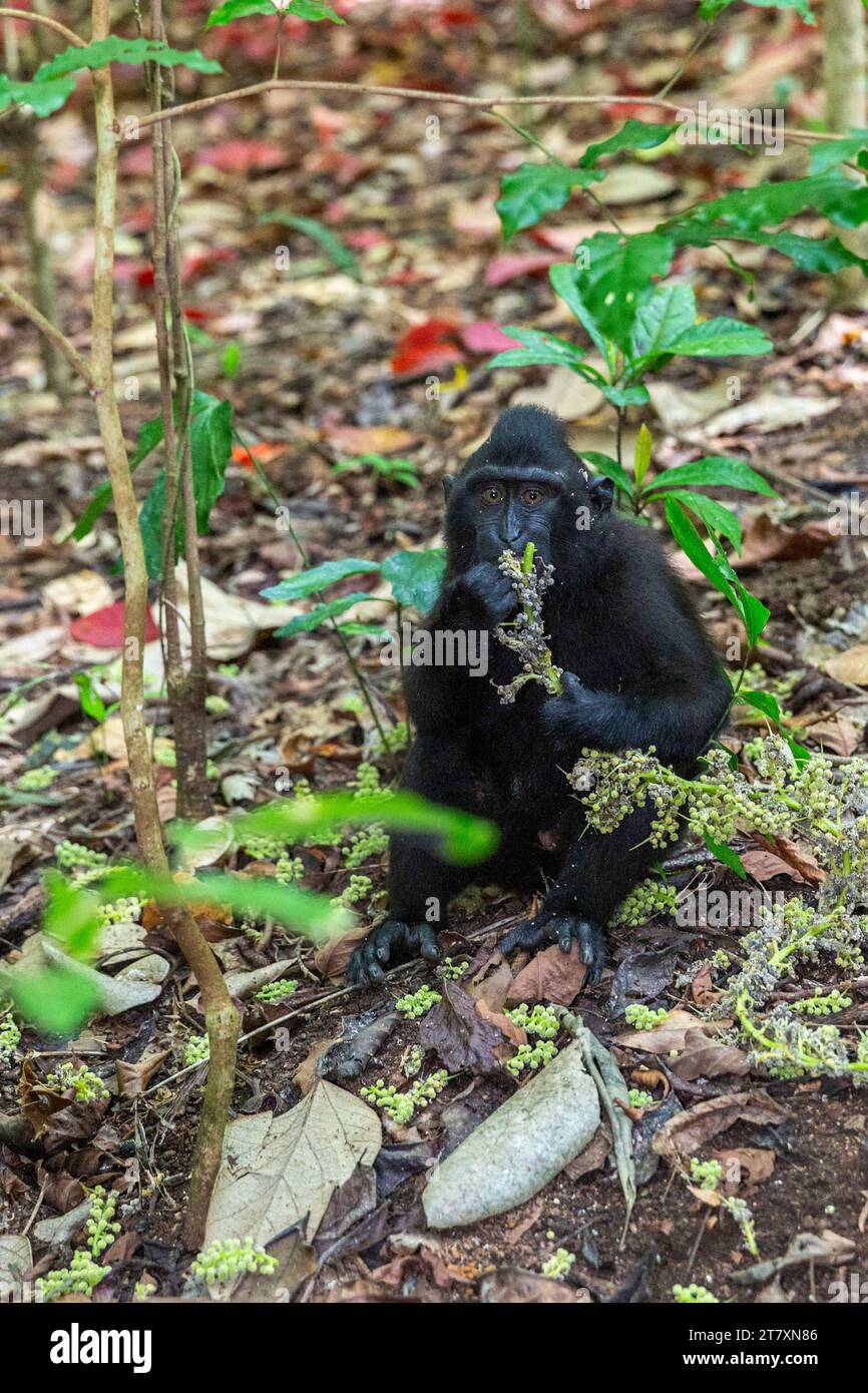 Adult male Celebes crested macaque (Macaca nigra), foraging in Tangkoko Batuangus Nature Reserve, Sulawesi, Indonesia, Southeast Asia, Asia Stock Photo