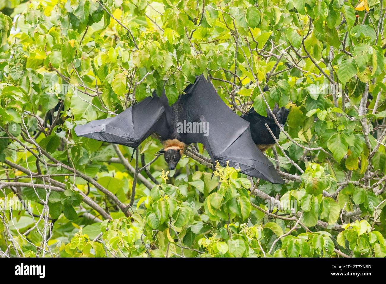 Common tube-nosed fruit bats (Nyctimene albiventer), in the air on Pulau Panaki, Raja Ampat, Indonesia, Southeast Asia, Asia Stock Photo