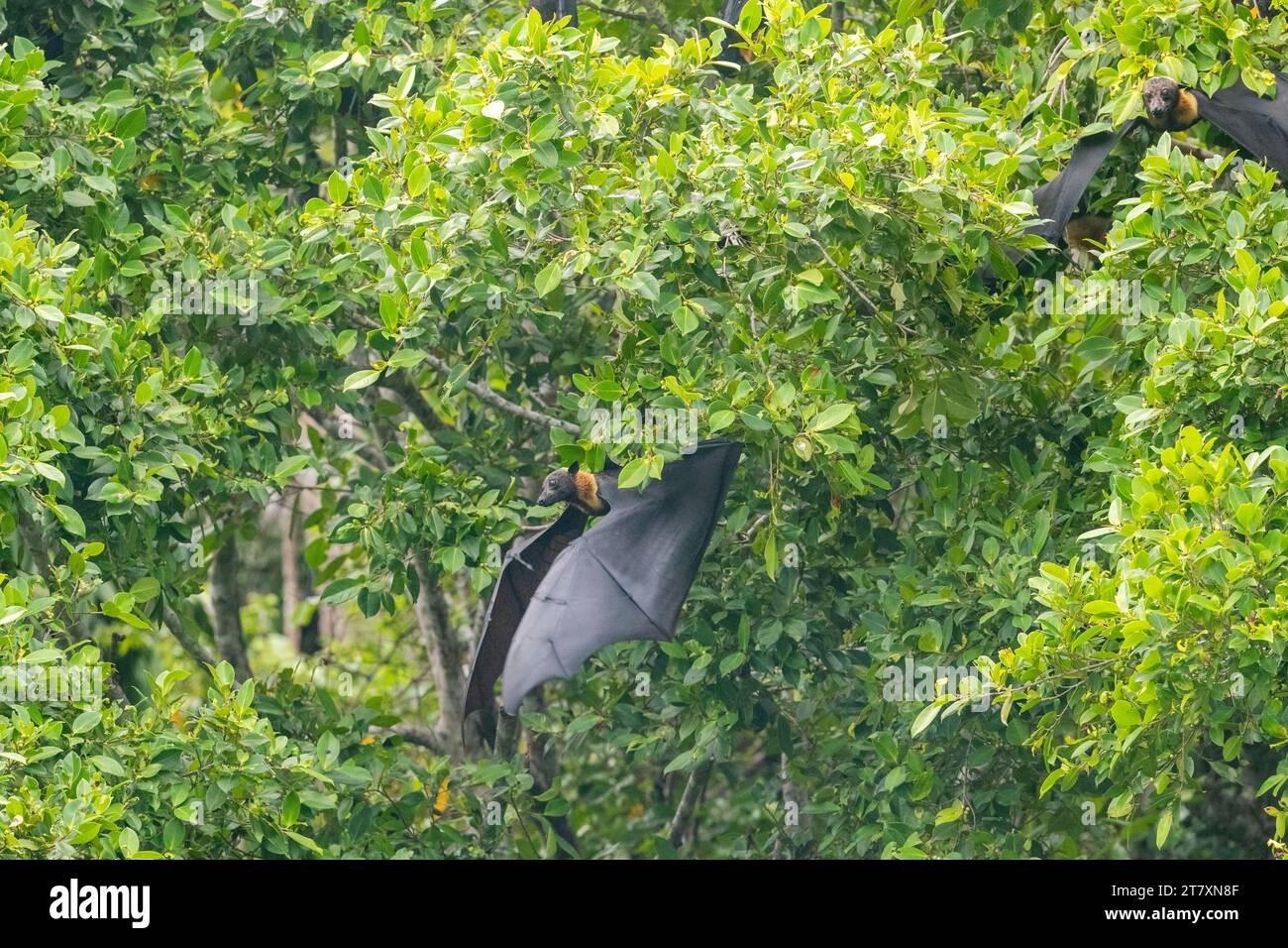 Common tube-nosed fruit bats (Nyctimene albiventer), in the air on