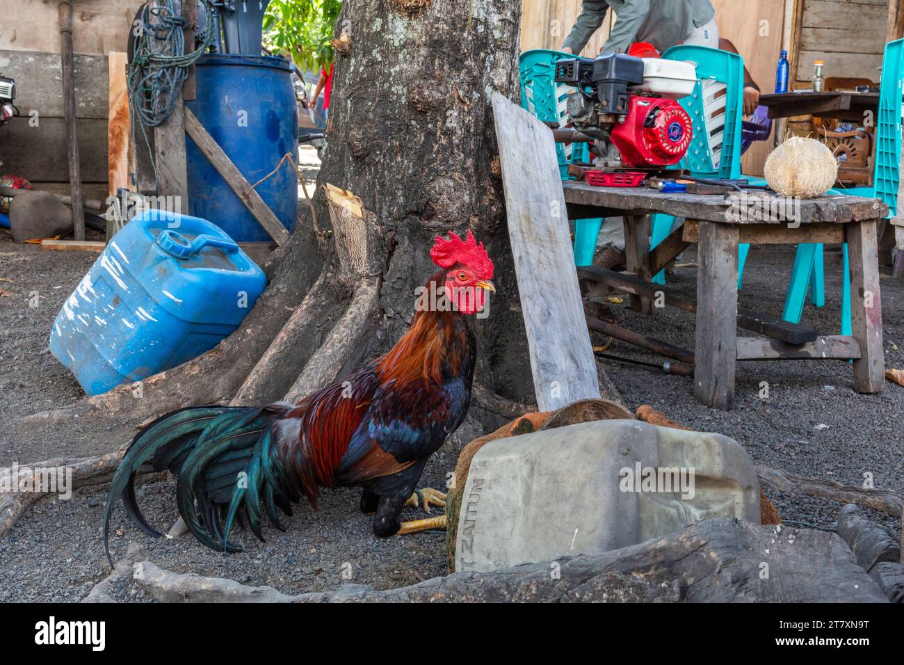Rooster at the home of a local family in Tangkoko National Preserve on Sulawesi Island, Indonesia, Southeast Asia, Asia Stock Photo