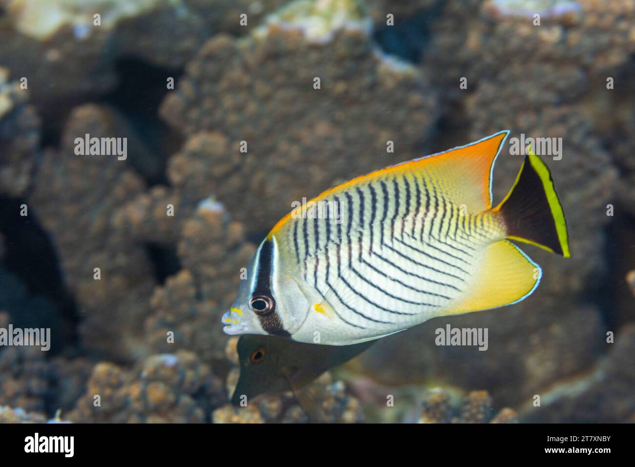 An adult chevron butterflyfish (Chaetodon trifascialis), off Bangka Island, near Manado, Sulawesi, Indonesia, Southeast Asia, Asia Stock Photo