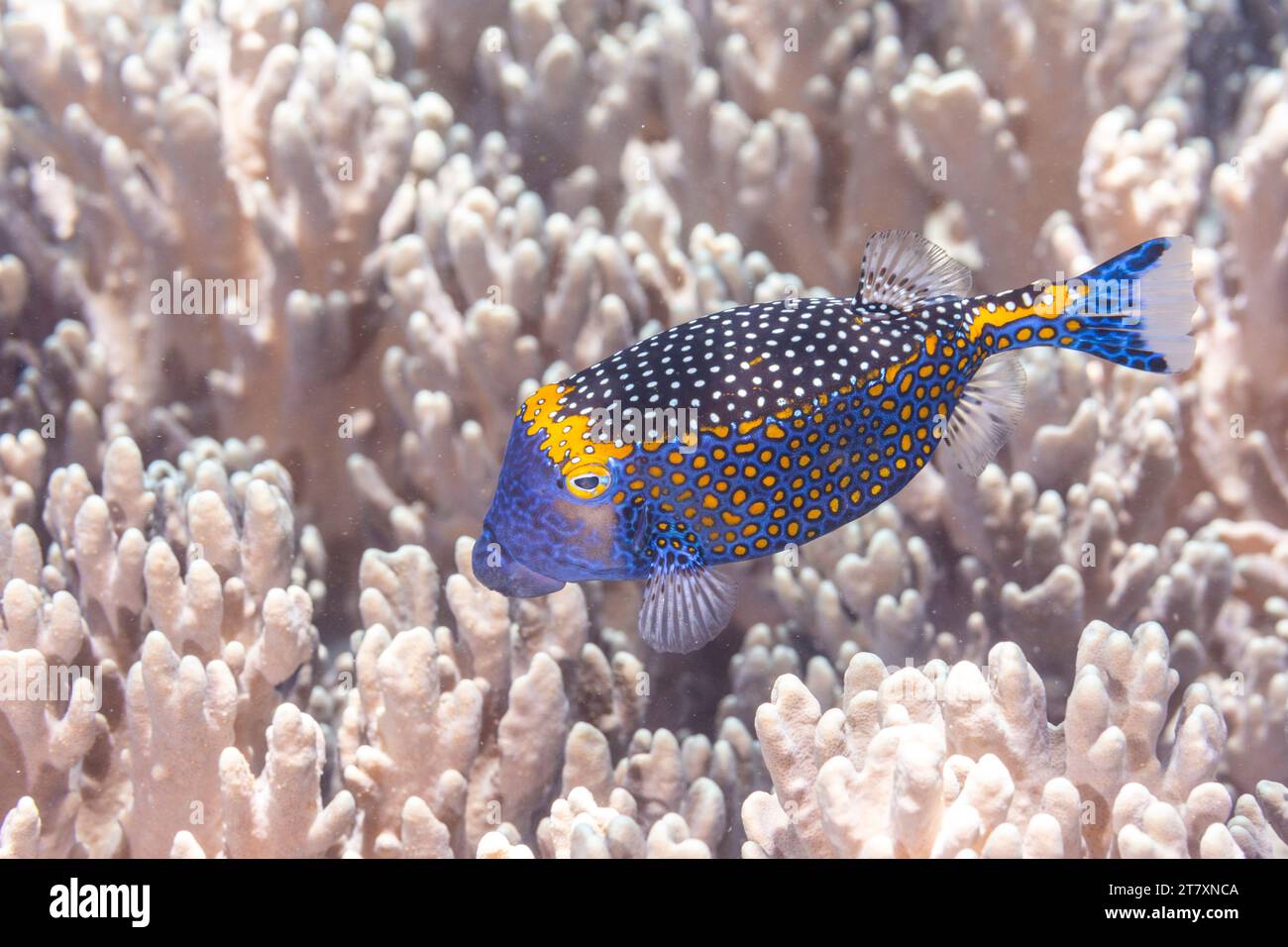 An adult spotted boxfish (Ostracion meleagris), off Bangka Island, near Manado, Sulawesi, Indonesia, Southeast Asia, Asia Stock Photo