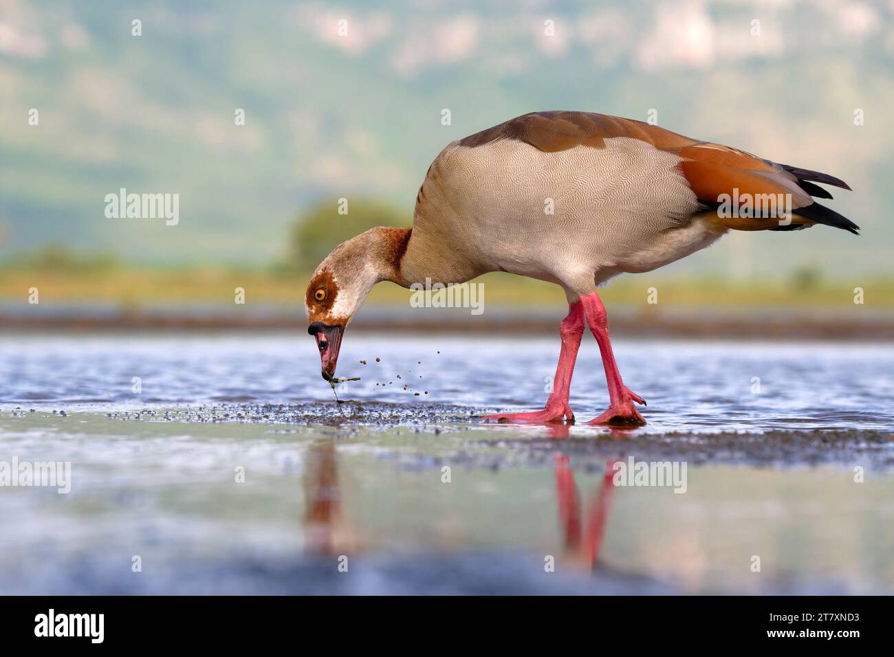 Egyptian goose (Alopochen aegyptiaca) in a pond, Kwazulu Natal Province, South Africa, Africa Stock Photo